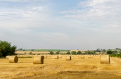 Field of Bales